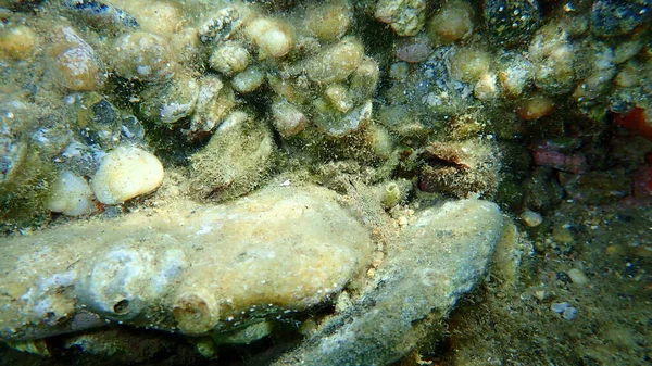 Bivalve Mollusc Noah Ark Shell Noah Ark Noah Arch Arca — Stock Photo, Image