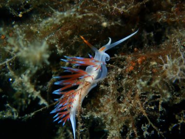 Deniz sümüklü böceği hacı Hervia (Cratena peregrina) yakın çekim sualtı, Ege Denizi, Yunanistan, Halkidiki