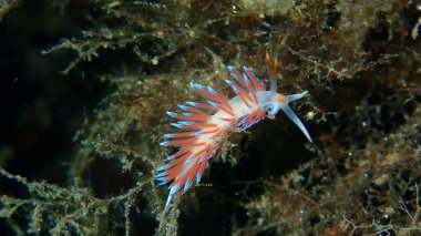 Deniz sümüklü böceği hacı Hervia (Cratena peregrina) yakın çekim sualtı, Ege Denizi, Yunanistan, Halkidiki