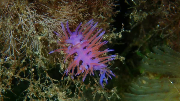紫藻或紫藻 Flabellina Affinis 近视海底 爱琴海 Halkidiki — 图库照片