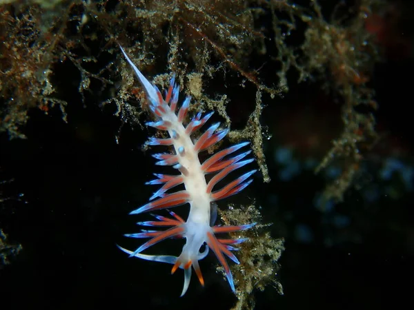 Meeresschneckenpilgerpflanze Cratena Peregrina Aus Nächster Nähe Unterwasser Ägäis Griechenland Chalkidiki — Stockfoto