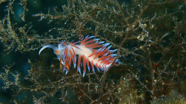 Deniz Sümüklü Böceği Hacı Hervia Cratena Peregrina Yakın Çekim Sualtı — Stok fotoğraf