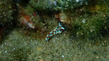 Sacoglossan deniz sümüklüböceği Splendid elysia veya Splendid velvet salyangoz (Thuridilla hope) yakın plan sualtı, Ege Denizi, Yunanistan, Halkidiki