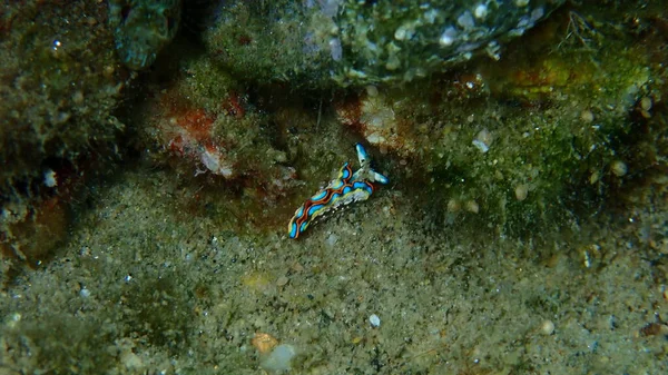 Sacoglossan Mořský Slimák Splendid Elysia Splendid Velvet Snail Thuridilla Hopei — Stock fotografie