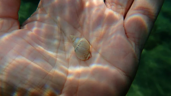 Seashell Sea Snail Humphrey Buccinum Buccinum Humphreysianum Sulla Mano Subacqueo — Foto Stock