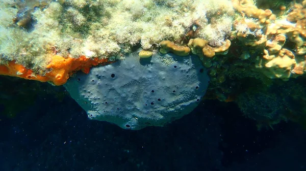 Esponja Banho Spongia Spongia Officinalis Submarino Mar Egeu Grécia Halkidiki — Fotografia de Stock