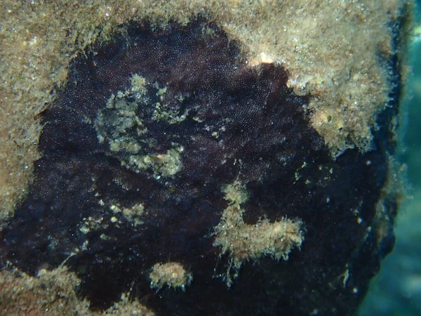 Bryozoa Musgo Reptadeonella Violacea Submarino Mar Egeu Grécia Halkidiki — Fotografia de Stock