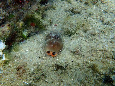 Deniz salyangozu kahverengi kovboyu (Luria lurida) deniz altı, Ege Denizi, Yunanistan, Halkidiki