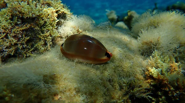 Seashell of sea snail Brown cowry or lurid cowrie (Luria lurida) undersea, Aegean Sea, Greece, Halkidiki