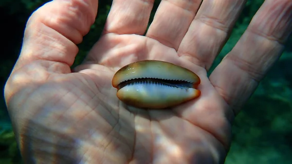 Seashell Sea Snail Cowry Marrone Luride Cowrie Luria Lurida Sulla — Foto Stock
