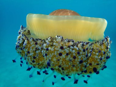 Akdeniz anası veya kızarmış yumurta denizanası, Akdeniz denizanası (Cotylorhiza tuberculata) deniz altı, Ege Denizi, Yunanistan, Halkidiki