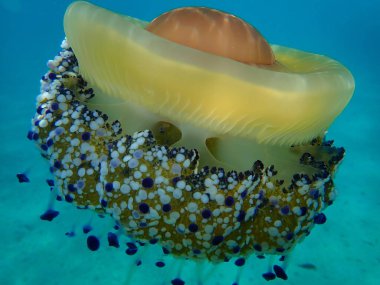 Akdeniz anası veya kızarmış yumurta denizanası, Akdeniz denizanası (Cotylorhiza tuberculata) deniz altı, Ege Denizi, Yunanistan, Halkidiki