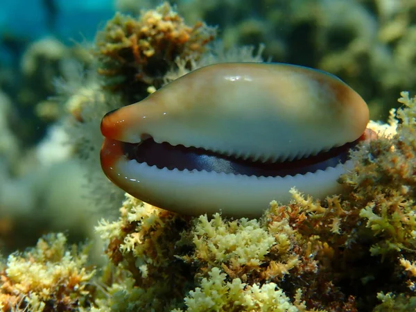 Seashell of sea snail Brown cowry or lurid cowrie (Luria lurida) close-up undersea, Aegean Sea, Greece, Halkidiki