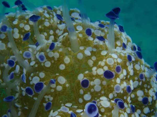 Akdeniz Denizanası Veya Kızarmış Yumurta Denizanası Akdeniz Denizanası Cotylorhiza Tuberculata — Stok fotoğraf