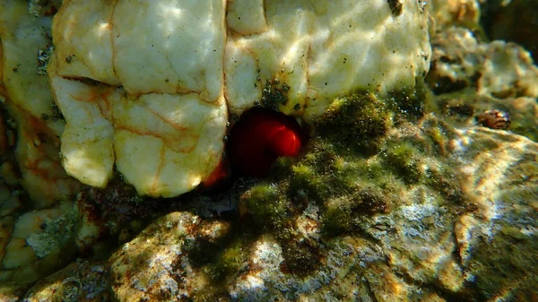 Zamknięty Anemon Śliwkowy Anemon Paciorkowca Lub Anemon Morski Czerwony Actinia — Zdjęcie stockowe