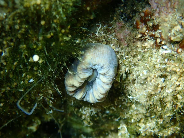 Skarlát Korall Vagy Sertésfogú Korall Európai Csillagkorall Balanophyllia Balanophyllia Europaea — Stock Fotó