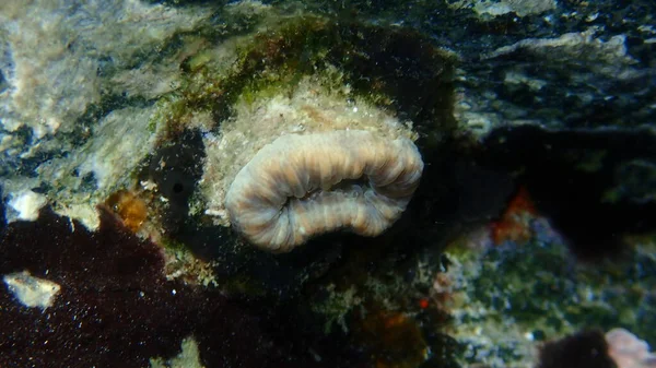 Scarlet Coral Pig Toth Coral European Star Coral Balanophyllia Balanophyllia — Φωτογραφία Αρχείου