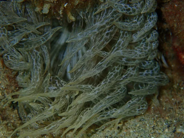 Trombita Anemone Vagy Szikla Anemone Üveg Anemone Aiptasia Mutabilis Közelkép — Stock Fotó