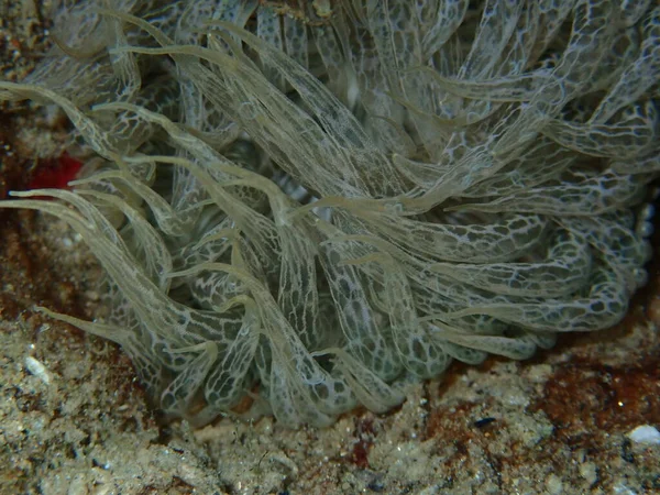 Trompetanemoon Rotsanemoon Glazen Anemoon Aiptasia Mutabilis Close Onderzees Egeïsche Zee — Stockfoto