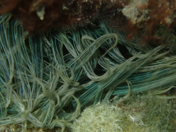 Trompetenanemone Oder Felsenanemone Glasanemone Aiptasia Mutabilis Nahaufnahme Unter Wasser Ägäis — Stockfoto