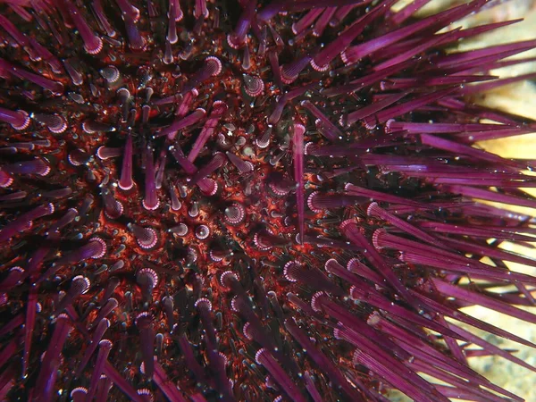 紫色海胆 石海胆或石海胆 Paracentrotus Lip Org 极端近景海底 爱琴海 Halkidiki — 图库照片