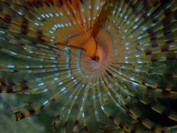 Verme Fanático Mediterrânico Poliqueta Marinho Verme Espanador Penas Verme Leque — Fotografia de Stock