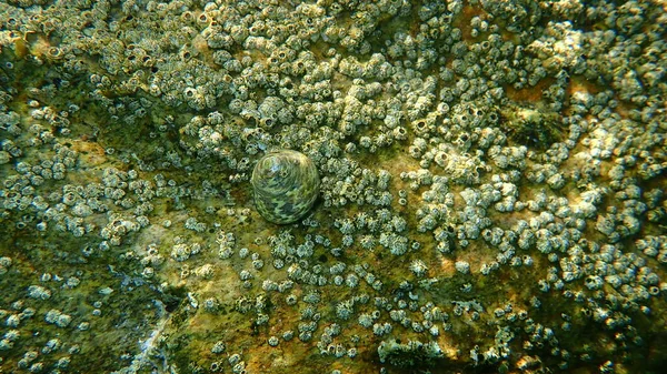 Turbinate Monodont Phorcus Turbinatus Star Barnacles Microeuraphia Depressa Sottomarini Mar — Foto Stock