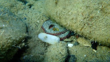 Ortak ahtapot (Octopus vulgaris) denizaltı, Ege Denizi, Yunanistan, Halkidiki