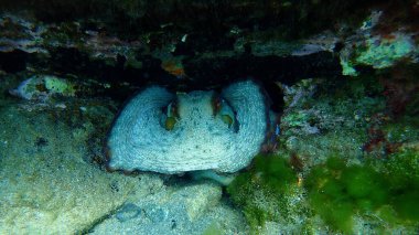 Ortak ahtapot (Octopus vulgaris) denizaltı, Ege Denizi, Yunanistan, Halkidiki