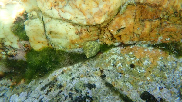 Deniz Salyangozu Türbinat Monodont Phorcus Türbinatus Sualtı Ege Denizi Yunanistan — Stok fotoğraf