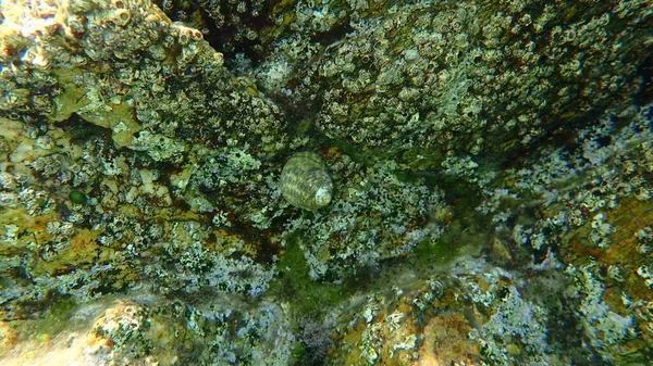 Морський Равлик Turbinate Monodont Phorcus Turbinatus Undersea Eegean Sea Greece — стокове фото