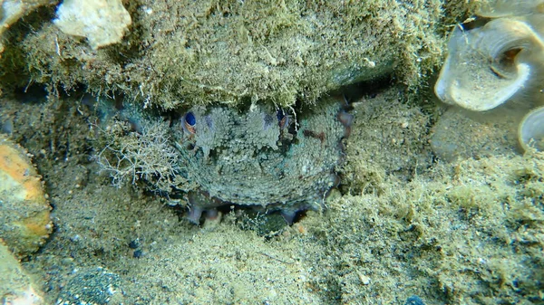 Pulpo Común Octopus Vulgaris Submarino Mar Egeo Grecia Halkidiki — Foto de Stock