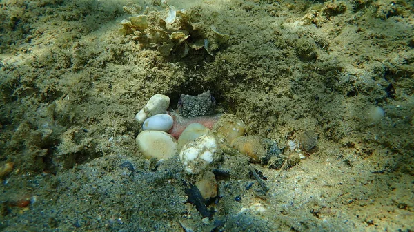 Common octopus (Octopus vulgaris) undersea, Aegean Sea, Greece, Halkidiki