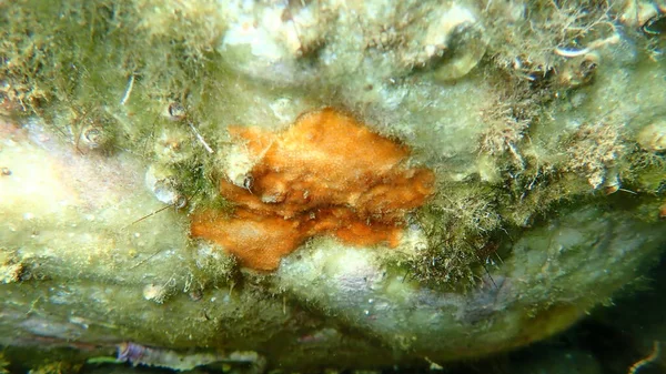 Bryozoa Musgo Animal Schizomavella Schizomavella Linearis Submarino Mar Egeu Grécia — Fotografia de Stock