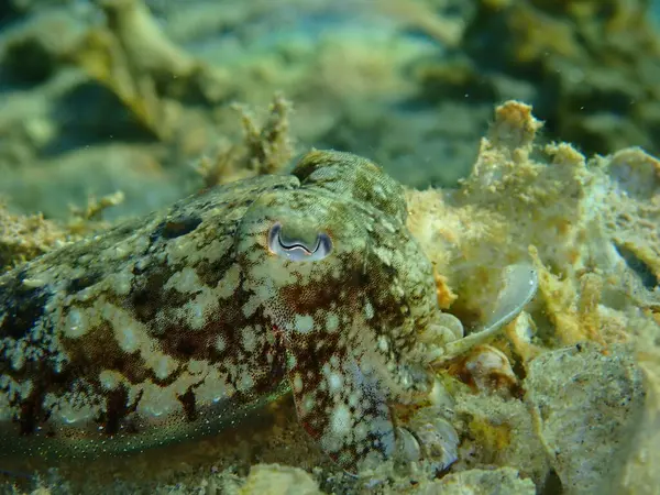 Common Cuttlefish European Common Cuttlefish Sepia Officinalis Close Undersea Aegean — Stock Photo, Image