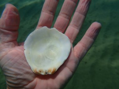 Bir dalgıç, Ege Denizi, Yunanistan, Halkidiki 'nin elinde bivalf yumuşakça dikenli istiridye (Spondylus gaederopus) deniz kabuğu