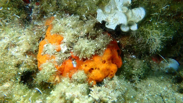 Europäische Dornenauster Spondylus Gaederopus Begehrt Durch Austernschwamm Oder Orange Roten — Stockfoto