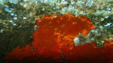 Kırmızı kabuklu sünger veya portakal kırmızısı kaplama süngeri (Crambe crambe crambe) deniz altı, Ege Denizi, Yunanistan, Halkidiki
