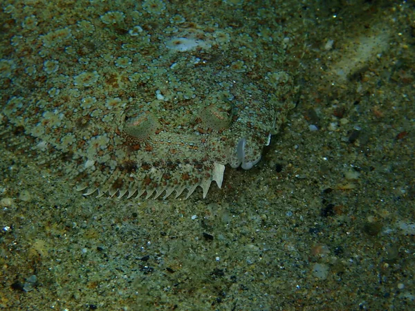 大眼比目鱼 Bothus Podas 近视海底 爱琴海 Halkidiki — 图库照片