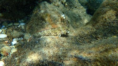 Dev goby (Gobius cobitis) denizaltı, Ege Denizi, Yunanistan, Halkidiki