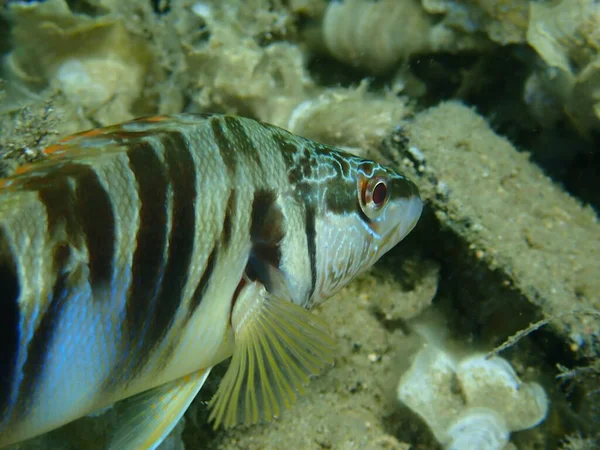 Comber Pintado Serranus Scriba Close Submarino Mar Egeu Grécia Halkidiki — Fotografia de Stock