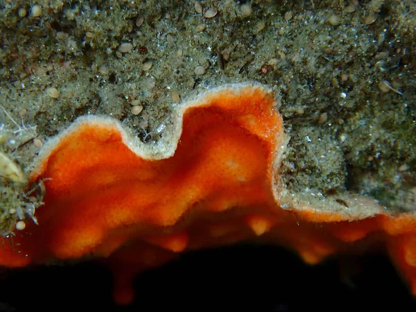 Bryozoa Moss Animal Schizomavella Schizomavella Linearis Close Undersea Αιγαίο Πέλαγος — Φωτογραφία Αρχείου