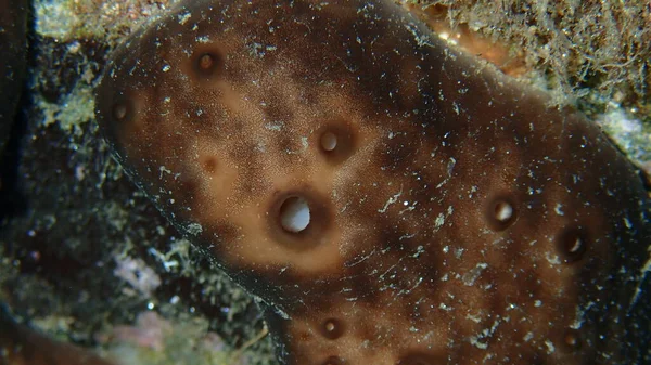 海绵状肾海绵 Chondrosia Reniformis 近视海底 爱琴海 Halkidiki — 图库照片