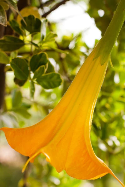 Fiore giallo — Foto Stock