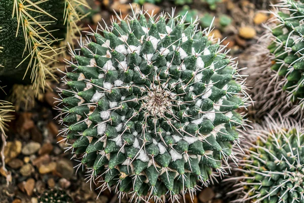 Cactus Botanical Garden View — Stock Photo, Image