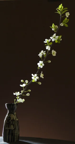 Flores de cerejeira. — Fotografia de Stock