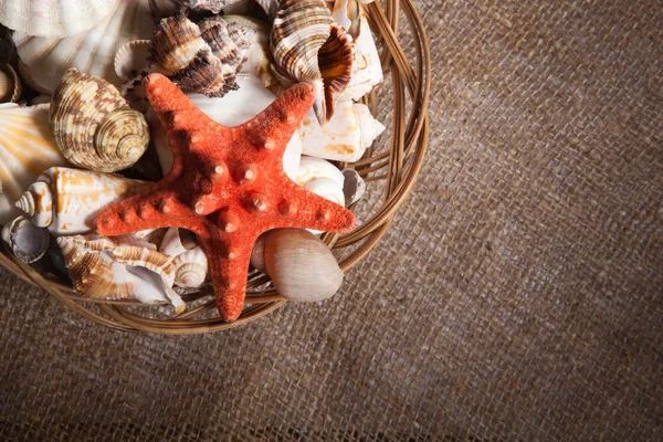 Background with shells and starfish and with blank space for you — Stock Photo, Image