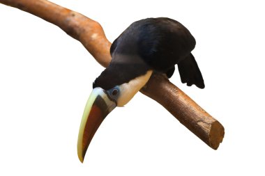beyaz izole toucan