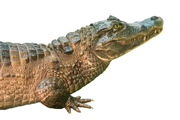 Caiman close-up, isolado em branco — Fotografia de Stock