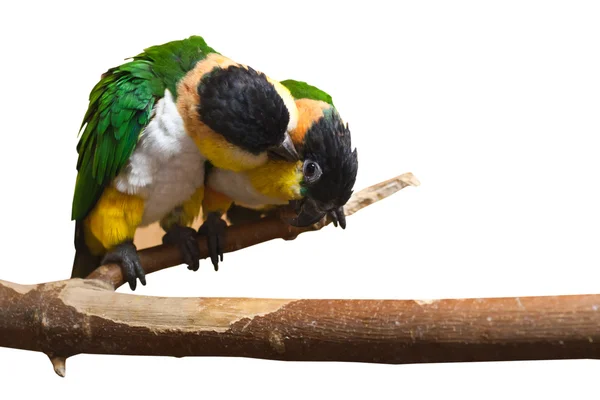 Pary papugi — Zdjęcie stockowe